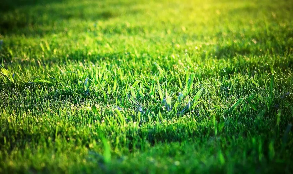 Área verde extensa preparada mediante jardinería y mantenimiento profesional